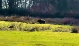 Video: Phát hiện sinh vật kỳ lạ ở gần khu cắm trại Anh gây xôn xao